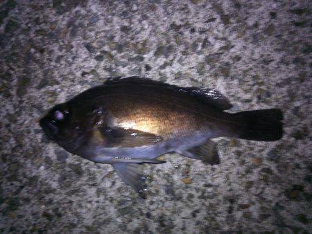 今年、初アジ～!!