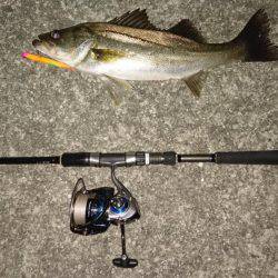 久しぶりのランカー