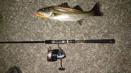 久しぶりのランカー