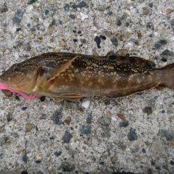 アブシンのちシーバス