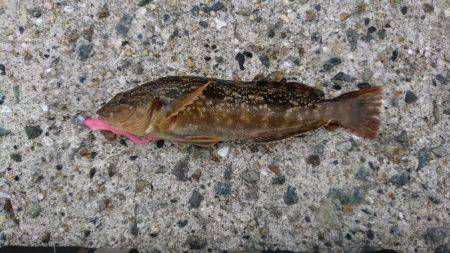 アブシンのちシーバス