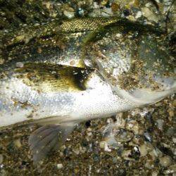 小ぶりだけどなんとか一匹