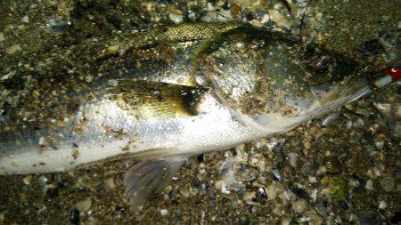 小ぶりだけどなんとか一匹