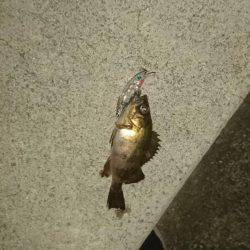 連夜のメバリング