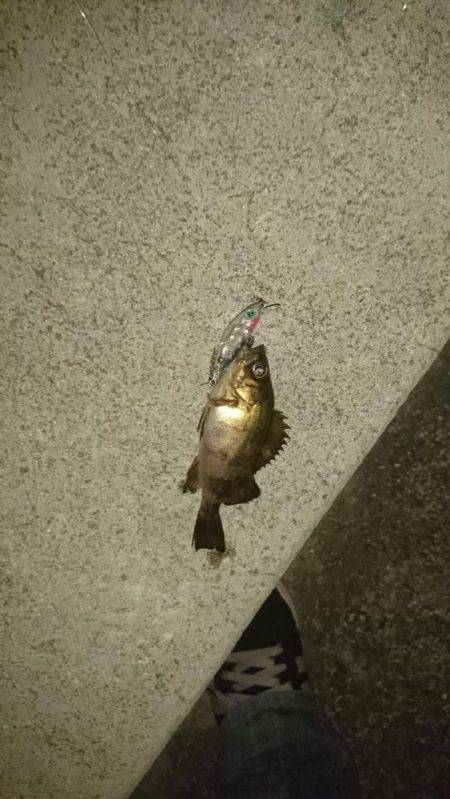 連夜のメバリング