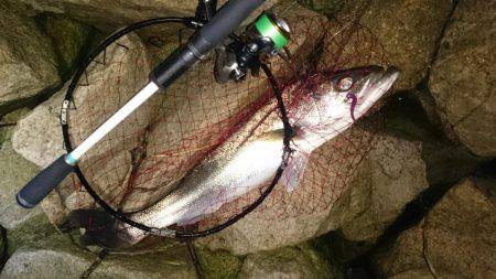 淀川キビレ爆釣！