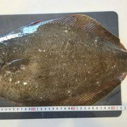 フラットフィッシュ好調