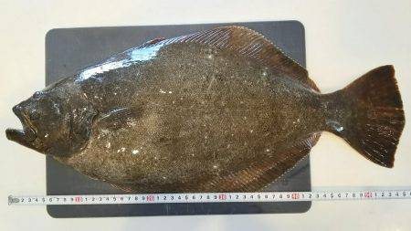 フラットフィッシュ好調