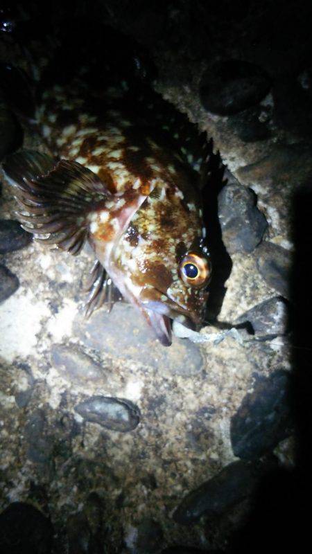 福浦ライトゲーム