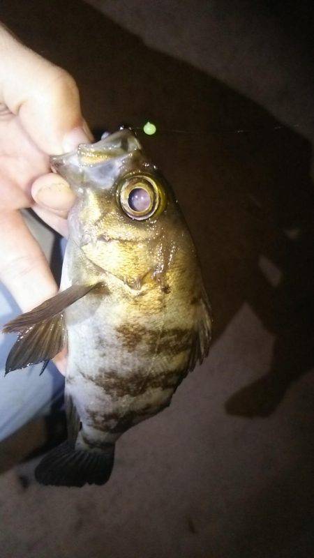 初投稿してみました!!