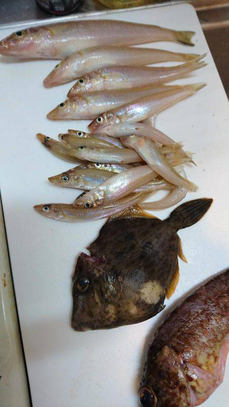 キス調査 日本海