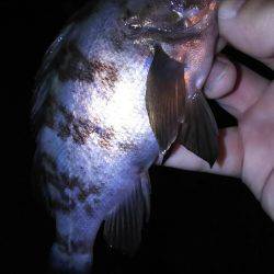 アジは？タコは？