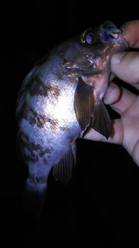 アジは？タコは？