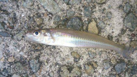 当たりポツポツ