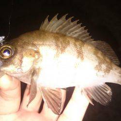 ぼちぼちメバリング