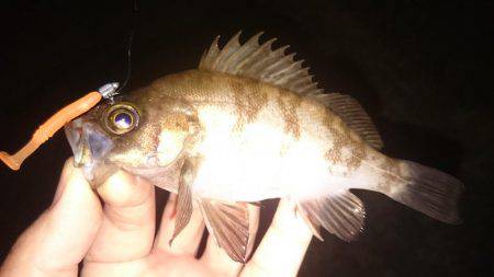 ぼちぼちメバリング