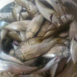 マメアジ釣り