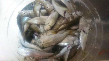 マメアジ釣り