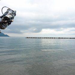 コウイカ絶好調