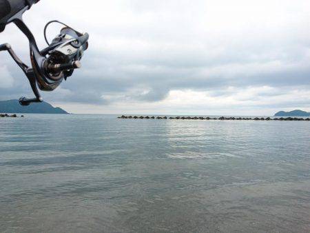 コウイカ絶好調