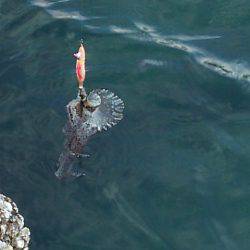 ２５㎝＼(^-^)／