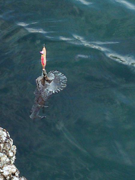 ２５㎝＼(^-^)／