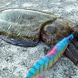 大きな水溜まり