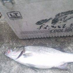 釣りに～～