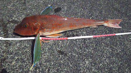 海底を歩くヤツ２