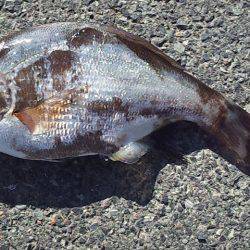 砂浜の女王降臨