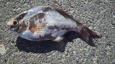 砂浜の女王降臨