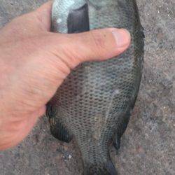 南芦屋浜石畳開幕戦