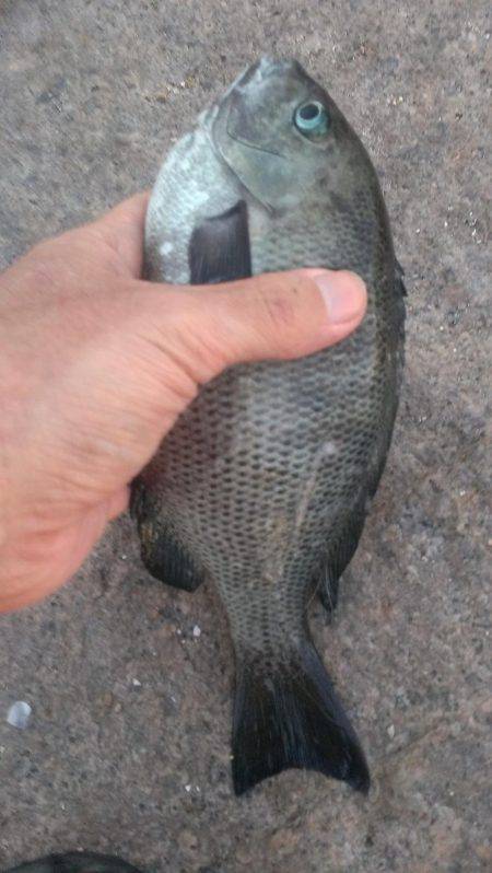 南芦屋浜石畳開幕戦