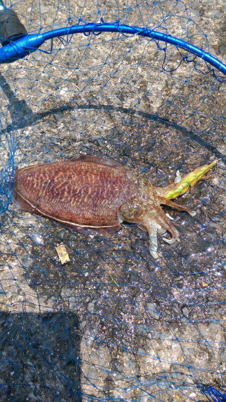 エギングでエソ