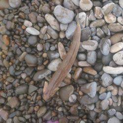 ショアジギング