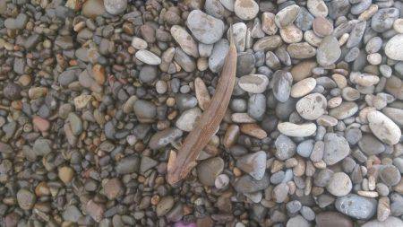 ショアジギング