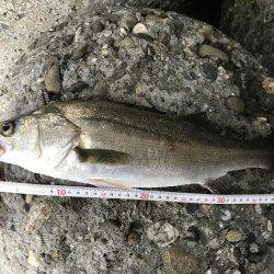 帰って来たあおのすけ