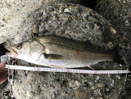 帰って来たあおのすけ