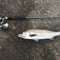 シーバス好調！！