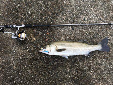 シーバス好調！！