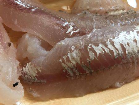 鯖きましたぁ〜♪