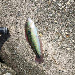 波止フカセ釣り