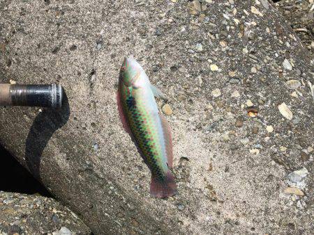 波止フカセ釣り