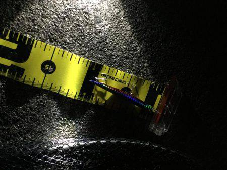 シーバスナイトゲーム