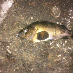 朝マズメに良型メバル