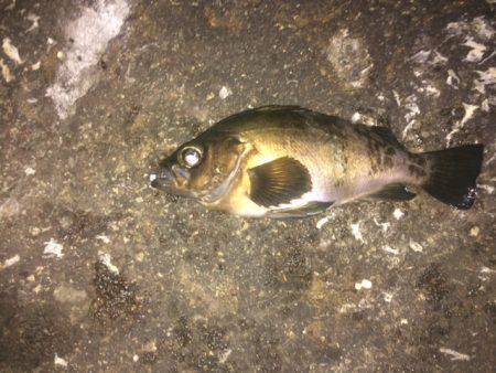 朝マズメに良型メバル