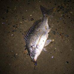 キビレ調査　ＮＯ，１５