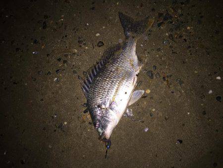 キビレ調査　ＮＯ，１５