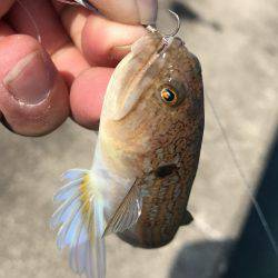 初シオ！ゲット！