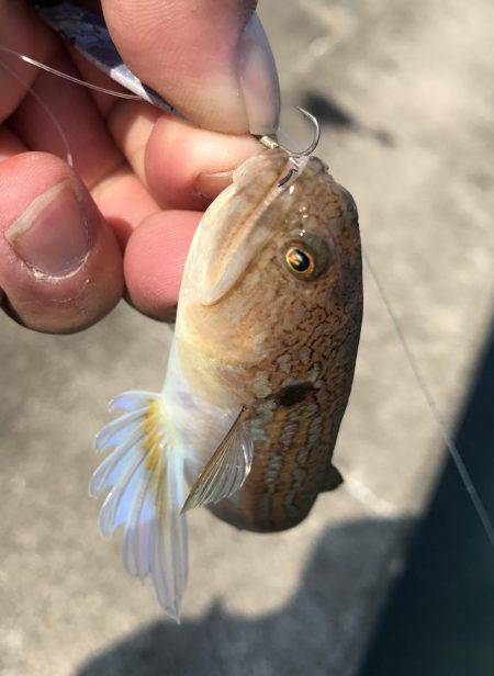 初シオ！ゲット！